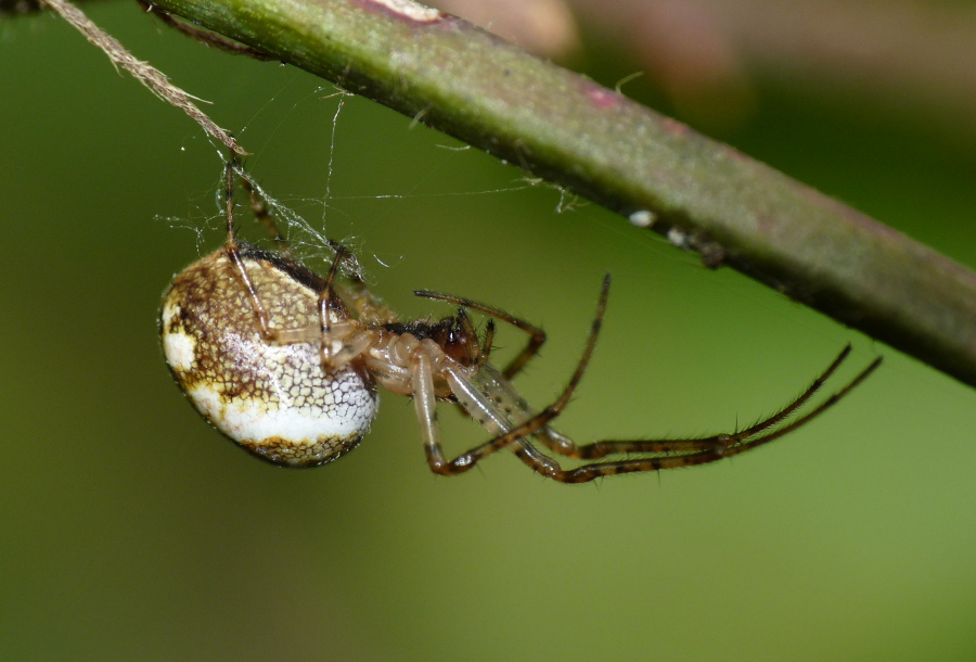 Metellina sp.